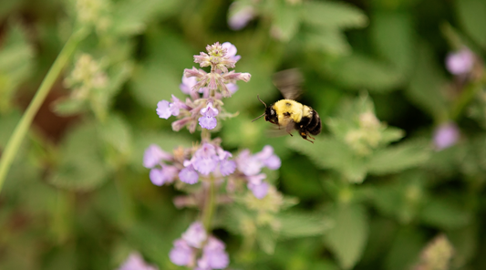 Why I Chose Flow Hives for My Future Bees