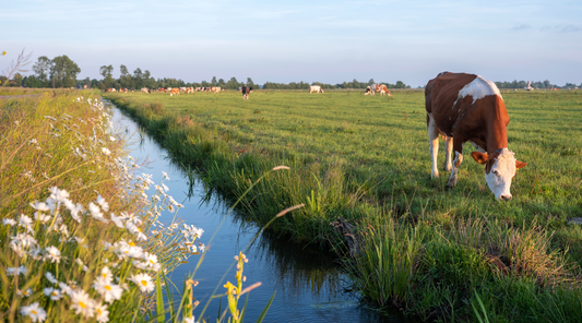 Why Biodiversity Matters on a Regenerative Farm