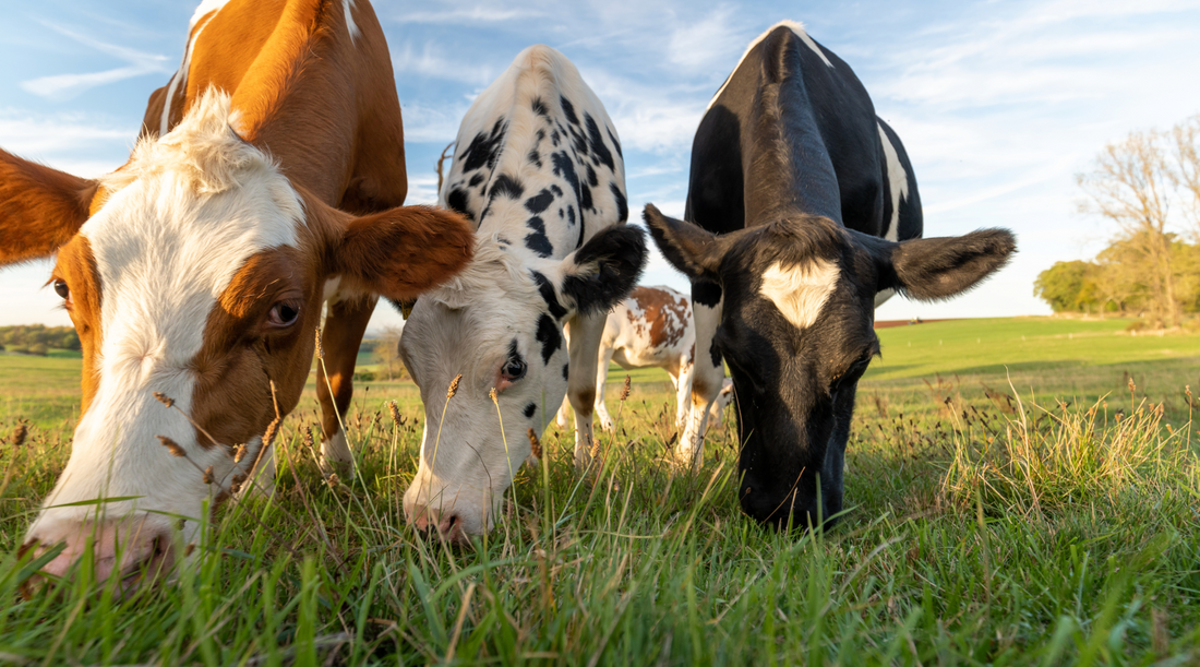 How We'll Raise Grass-Fed, Grass-Finished Beef the Right Way