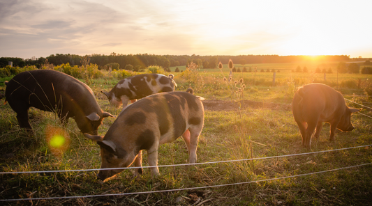 What Is Heritage Pork? A Better Way to Raise and Eat Pork