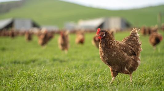 Pasture Raised Chicken: I'm Doing It Differently at Mission Farmstead