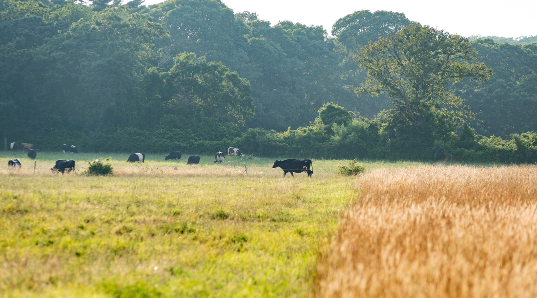 What Is Regenerative Farming? Benefits, Practices & Soil Health