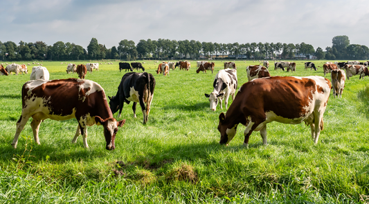 Regenerative Grazing and the Future of Our Pasture-Raised Beef