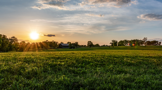 The Future of Small Farms: Why Buying Local Food Matters