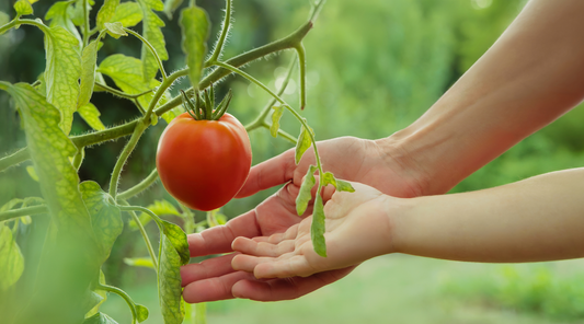 How to Start a Homestead: A Beginner’s Guide to Self-Sufficient Living