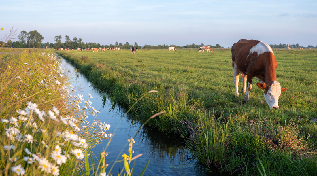 Why Biodiversity Matters on a Regenerative Farm