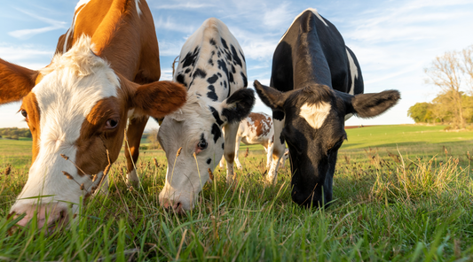 How We'll Raise Grass-Fed, Grass-Finished Beef the Right Way