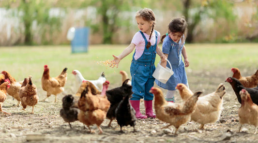 Homesteading at Mission Farmstead's Farm School: Building Life Skills