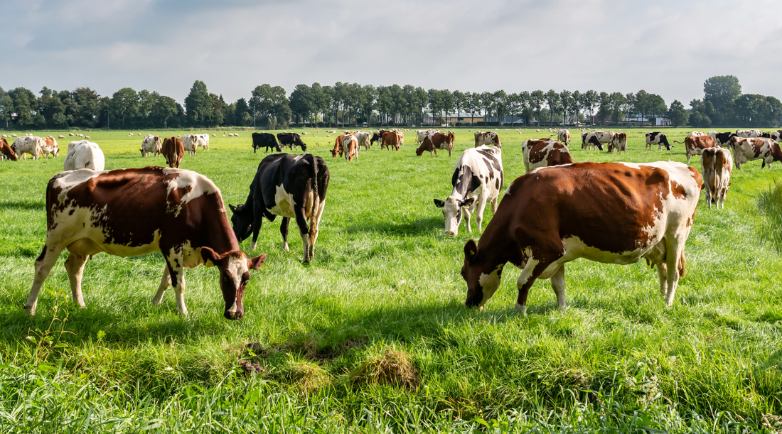 Regenerative Grazing and the Future of Our Pasture-Raised Beef