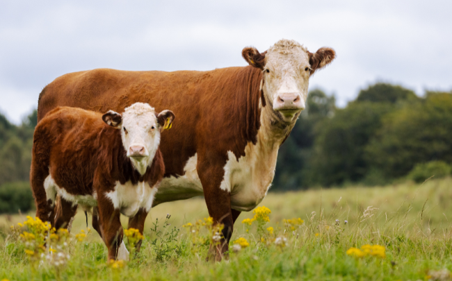 Grass-Fed Beef
