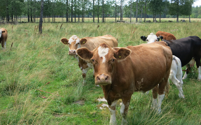 Pasture-Raised Animals