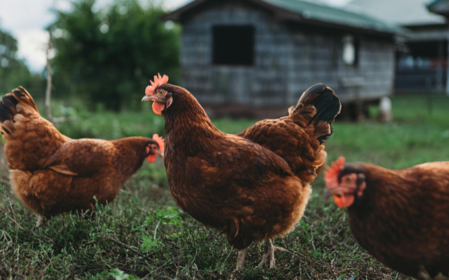 Pasture-Raised Chicken