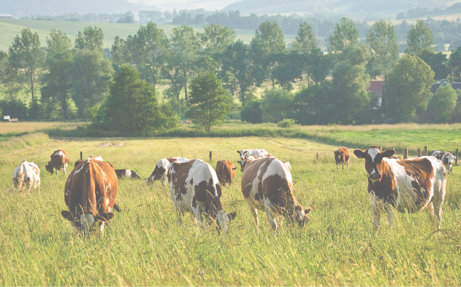 Pasture Raised Organic Meats